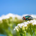 Investing in Condominiums: Consider Pest Control Costs