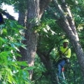 Enhance Your Condo Investment with Expert Tree Removal