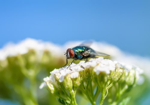 Investing in Condominiums: Consider Pest Control Costs